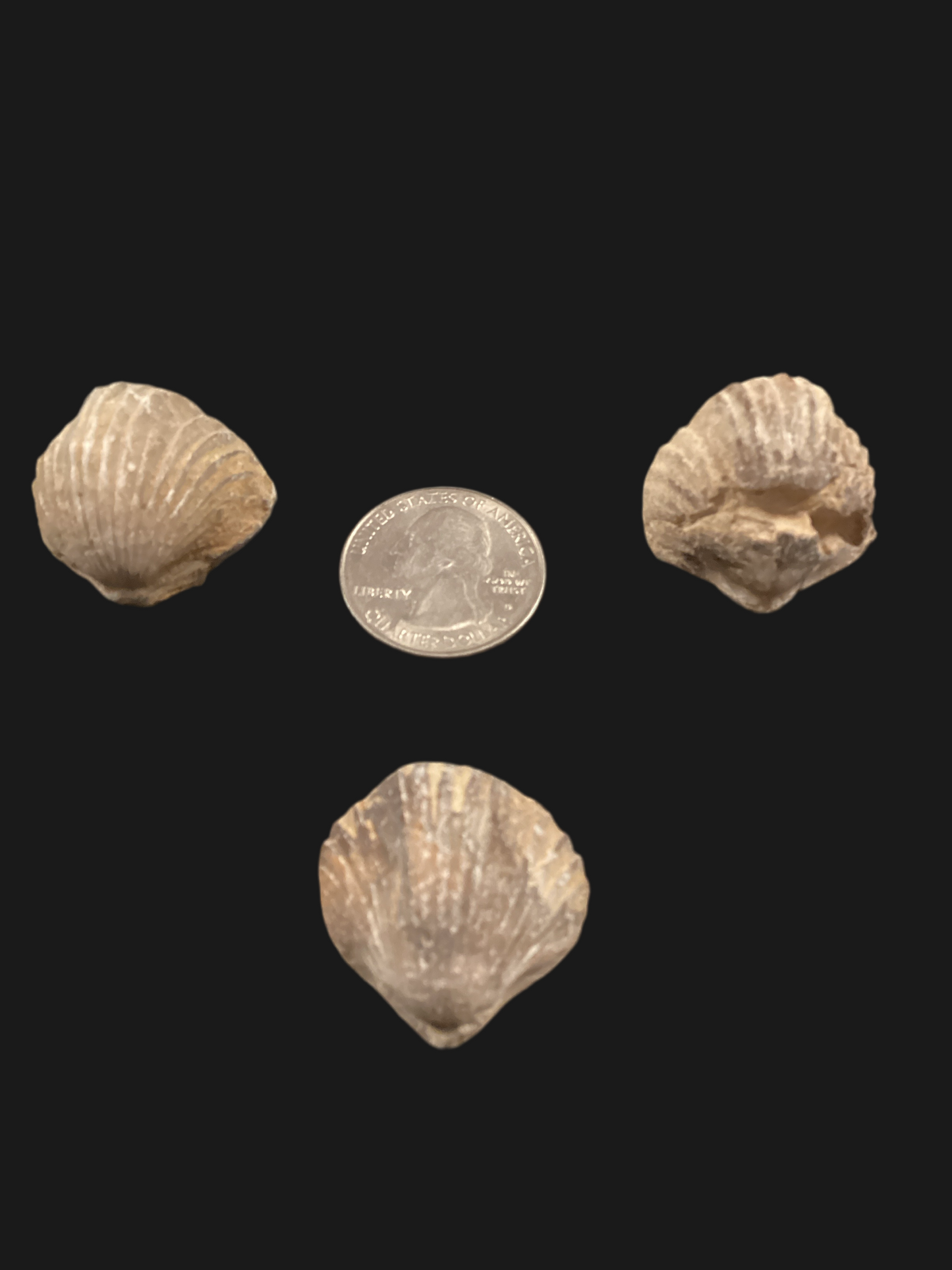 Fossil Brachiopod