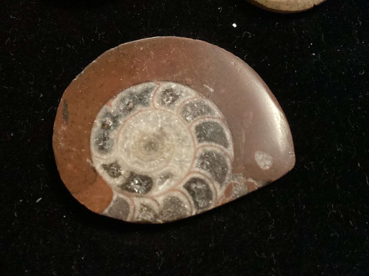 Ammonite Fossil