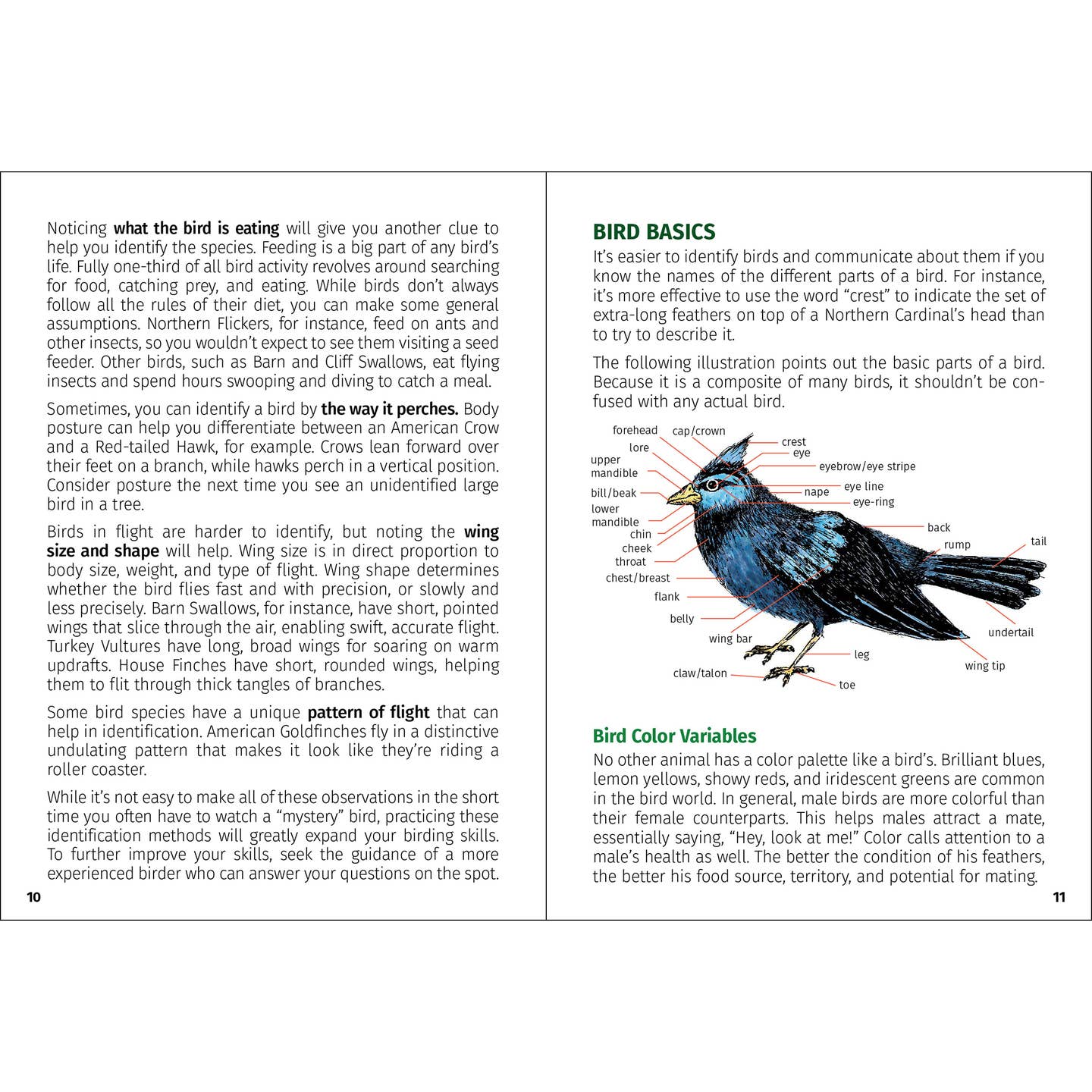 Birds of Oklahoma Field Guide (2nd Edition)